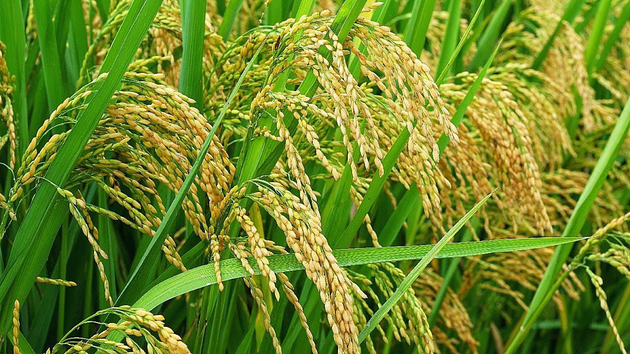 水稻谷物成熟图片五谷杂粮