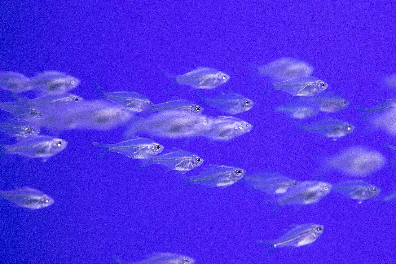 水族馆玻璃图片鱼