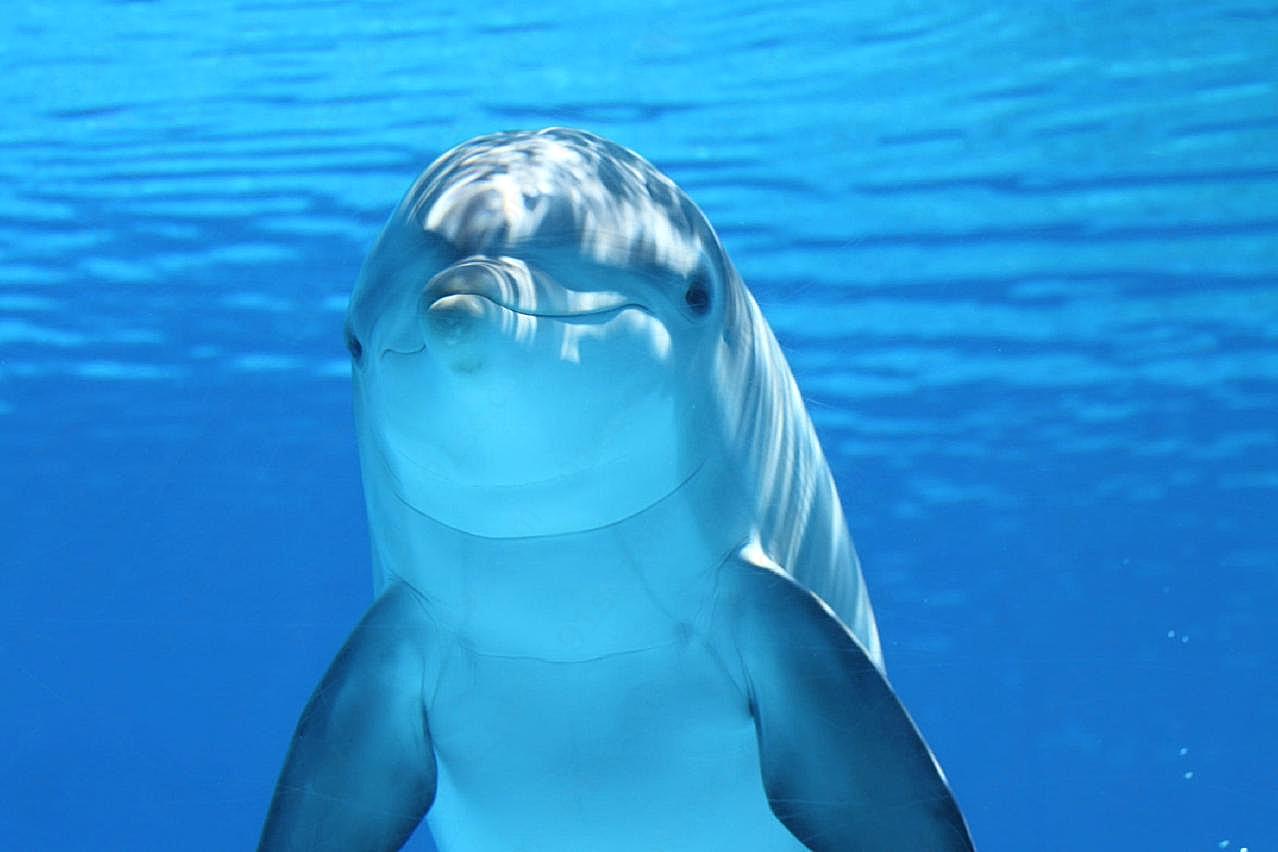 水下海豚生物世界高清摄影
