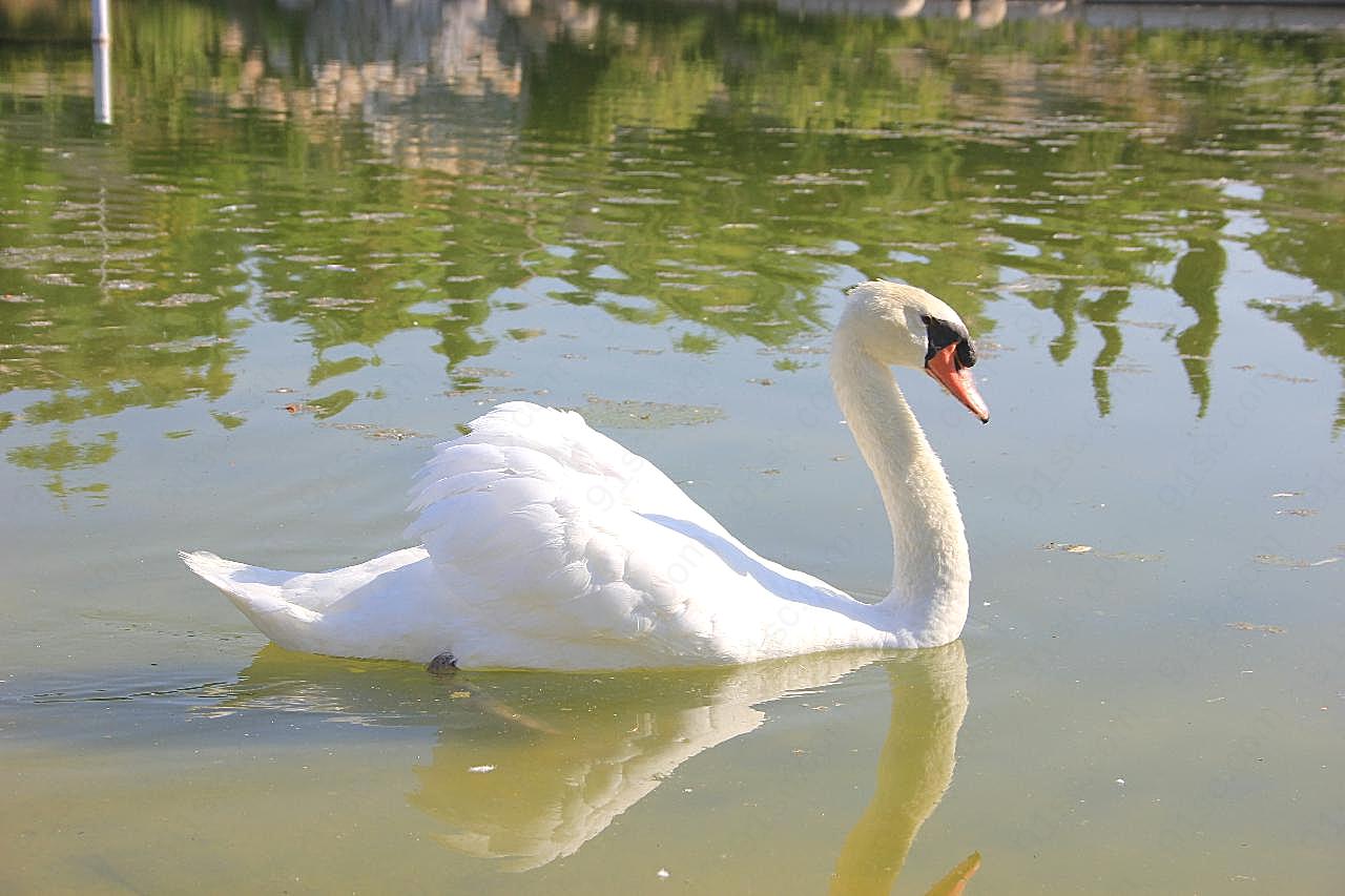 池塘美丽白天鹅图片高清摄影