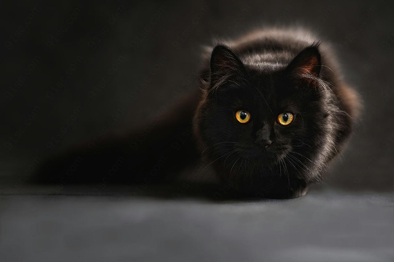 黑猫高清