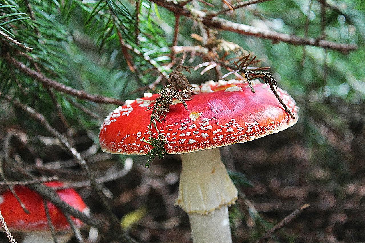 森林地面红图片蘑菇