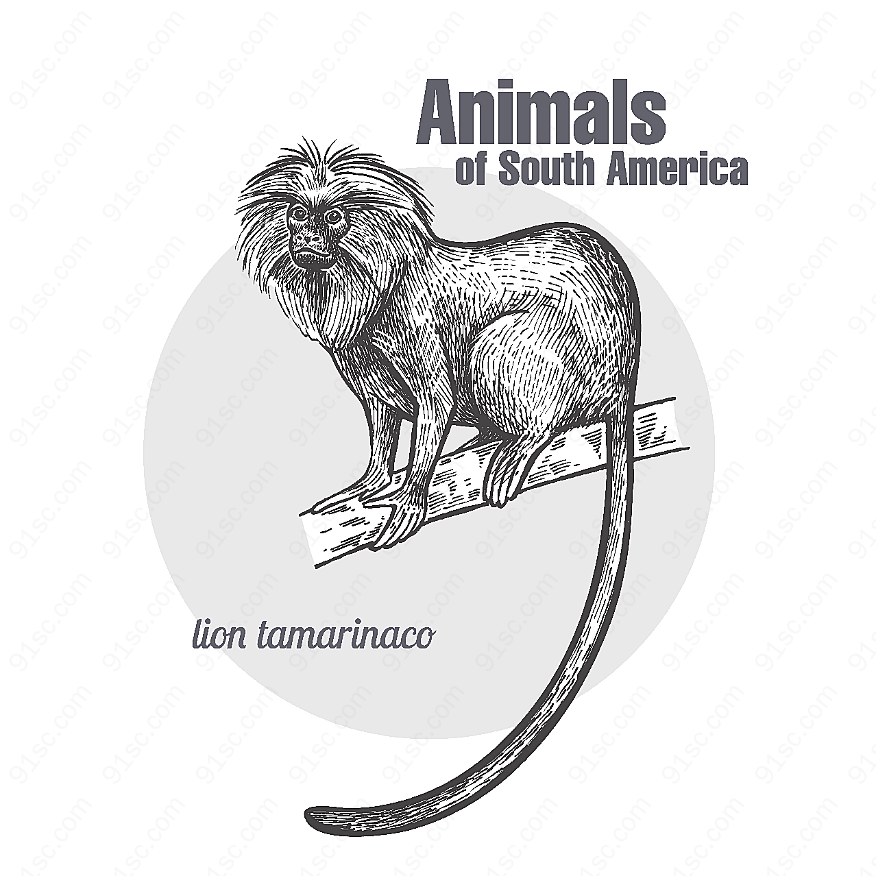 手绘南美洲狮面狨矢量野生动物