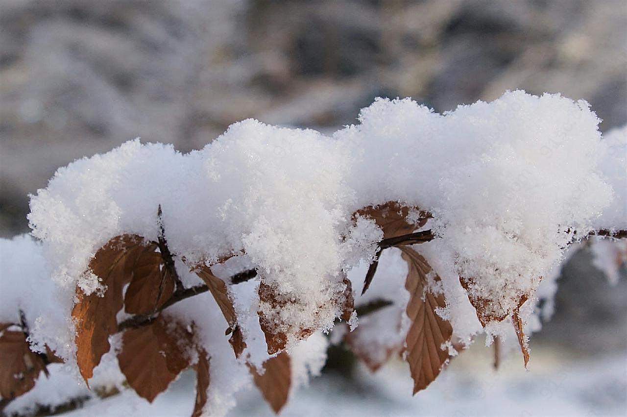 冬天树枝上积雪图片摄影风景