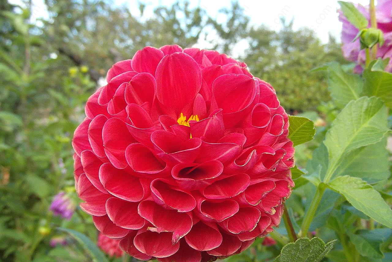 美丽大丽花图片花卉