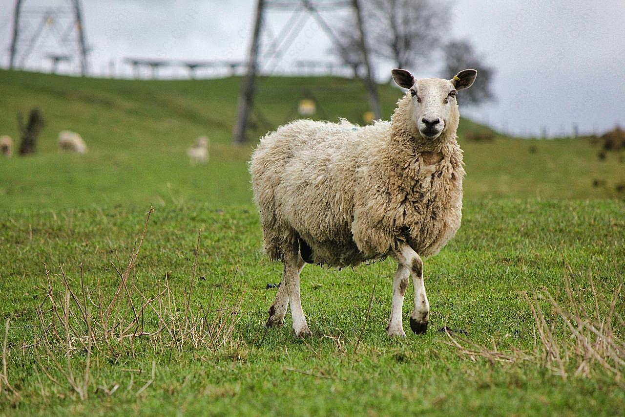 苏格兰绵羊图片动物图片