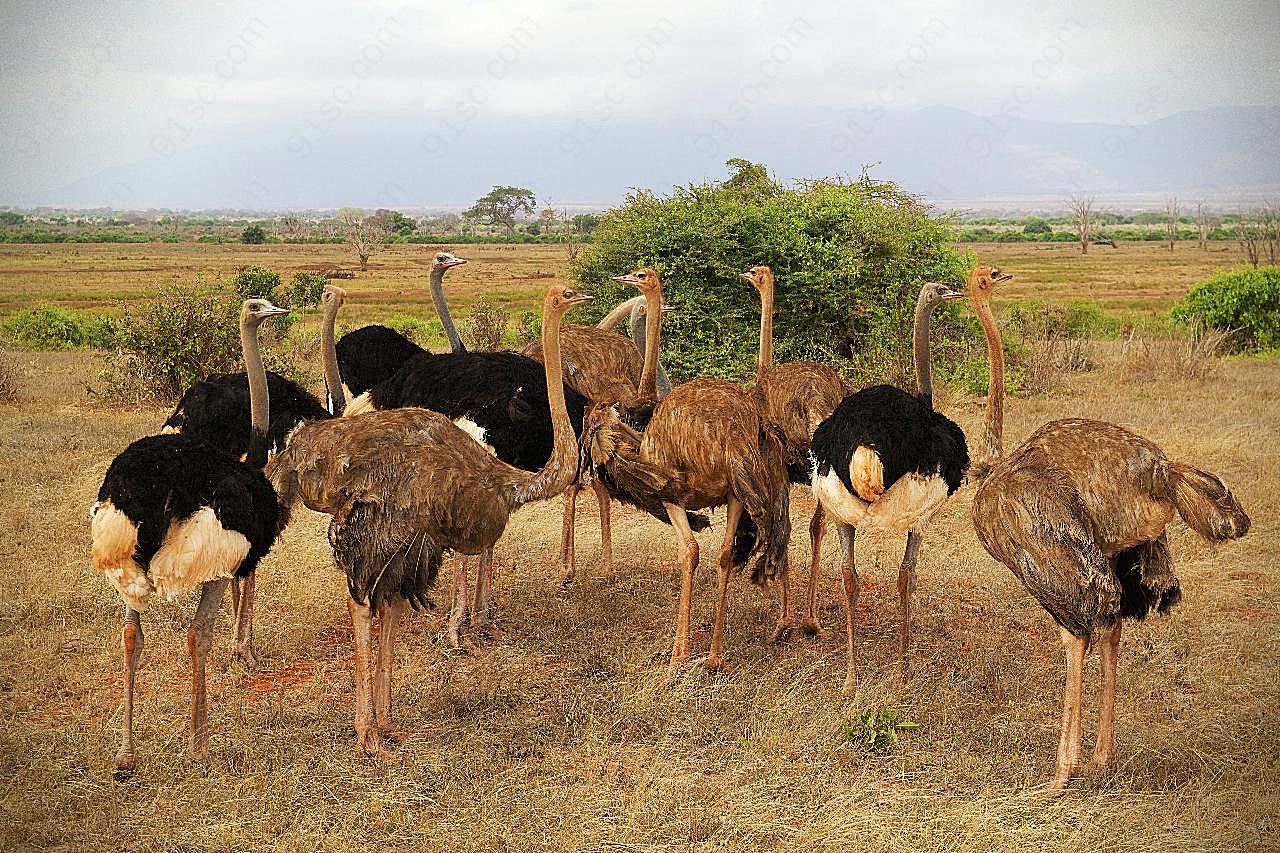 非洲鸵鸟图片摄影高清