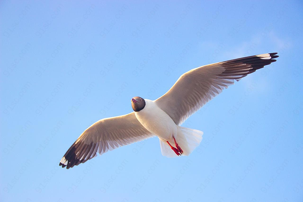 飞行的海鸥图片飞禽世界图片