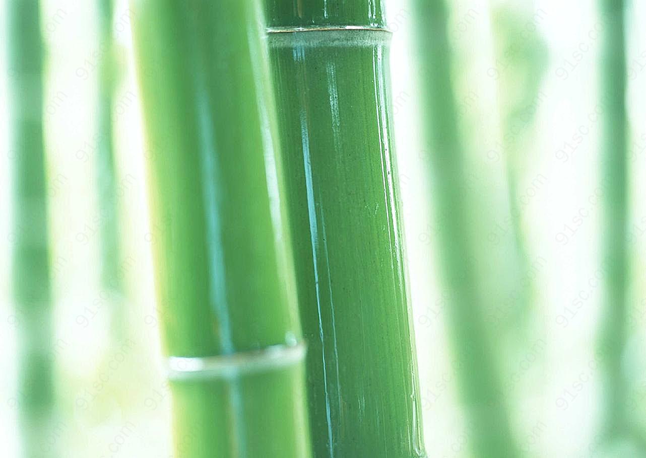 竹子图片高清摄影