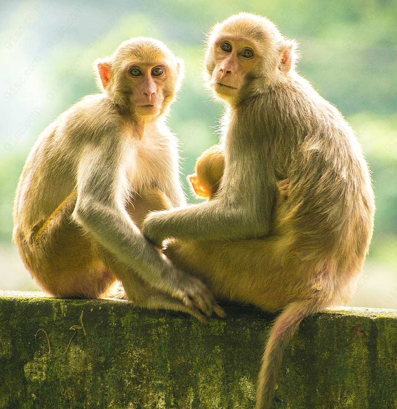 两只猴子图片高清摄影