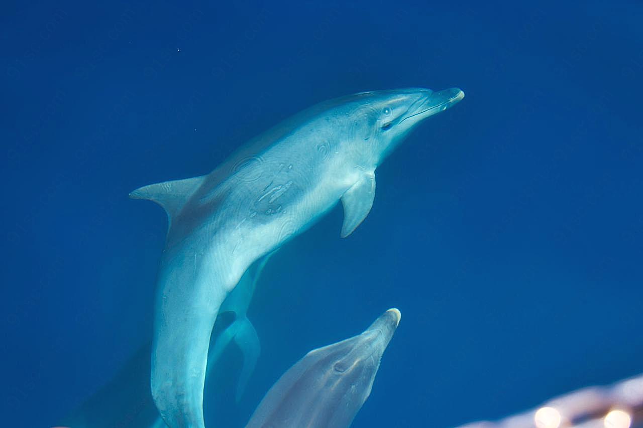 海底可爱海豚图片海洋生物