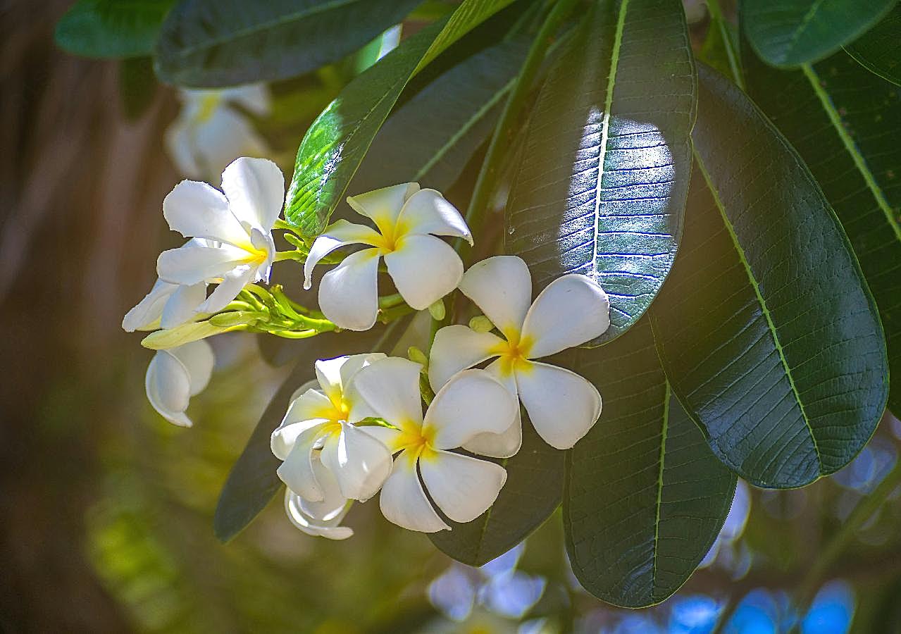 洁白鸡蛋花图片高清