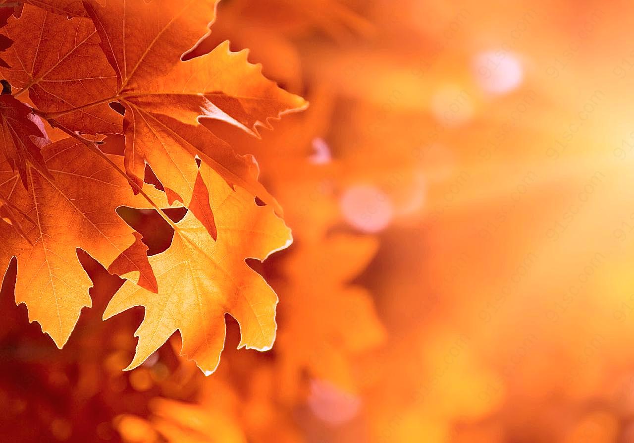 秋天的树叶高清摄影