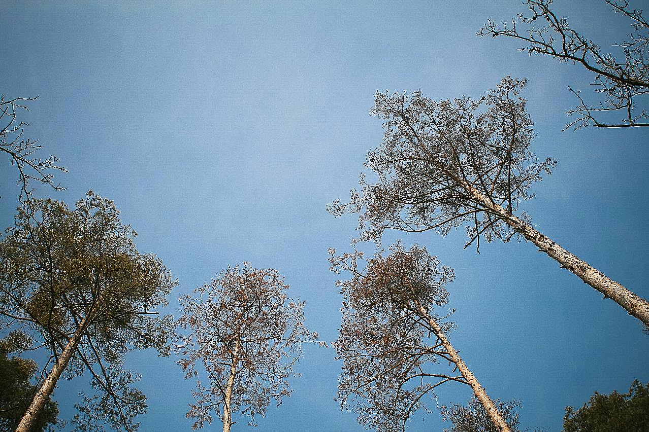 晴空树木图片摄影