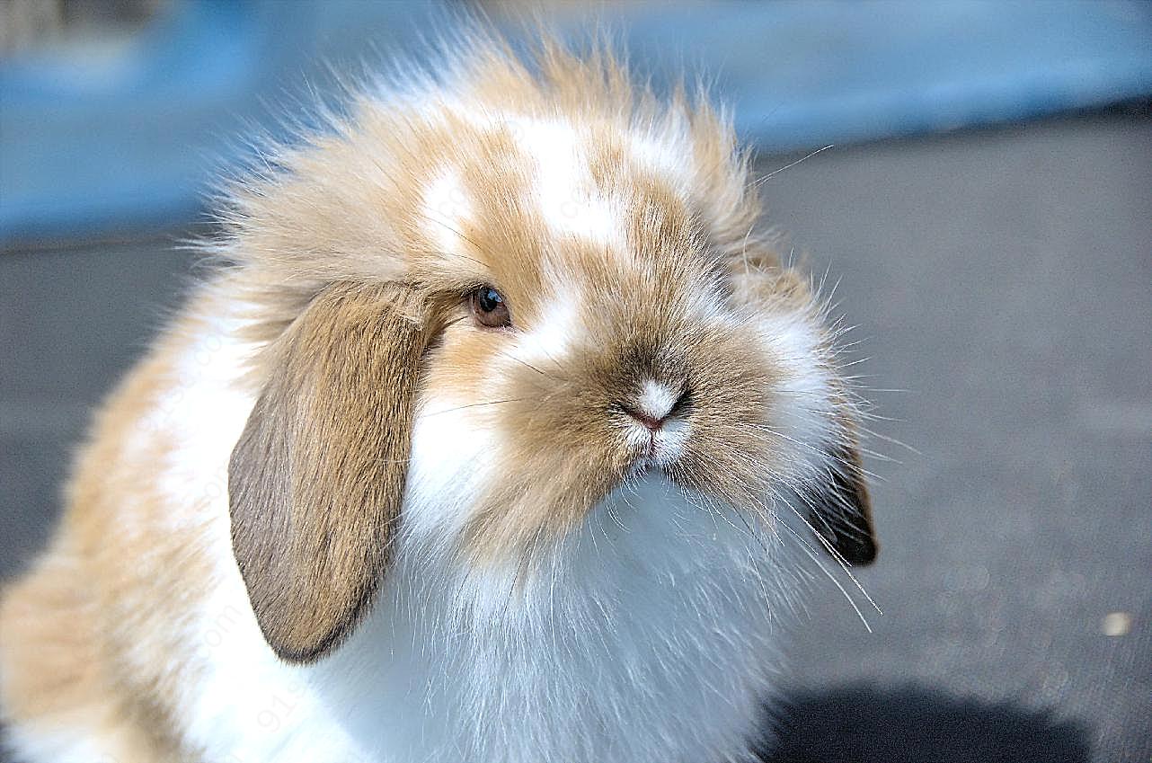 荷兰垂耳兔图片兔子
