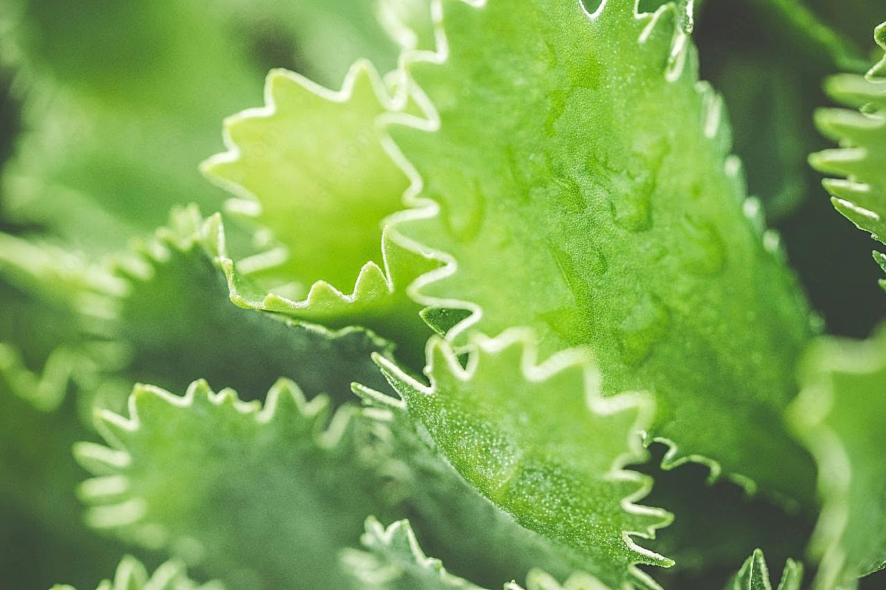 小清新蕨类植物图片高清摄影