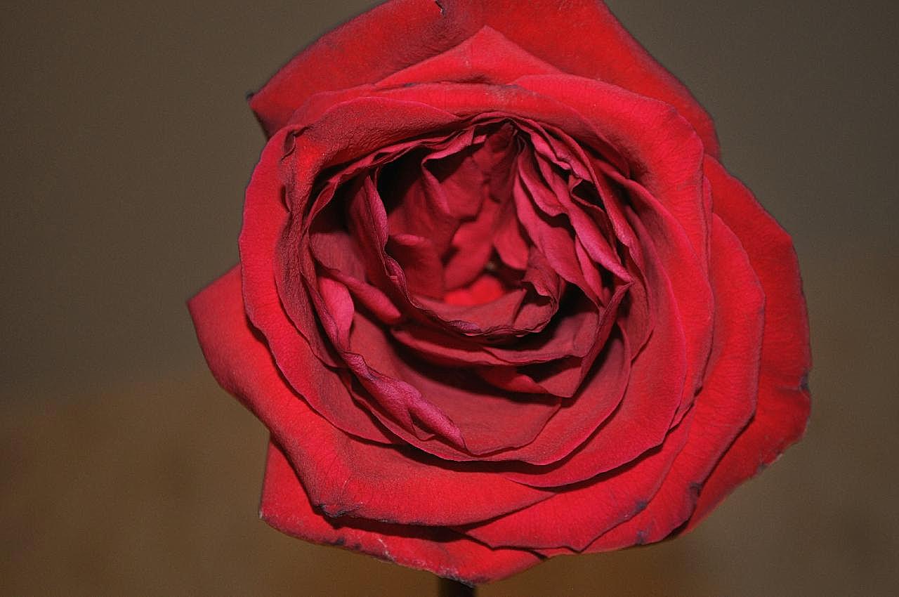 一朵红玫瑰摄影图高清
