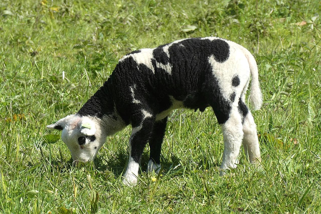 草地吃草的羔羊图片动物图片