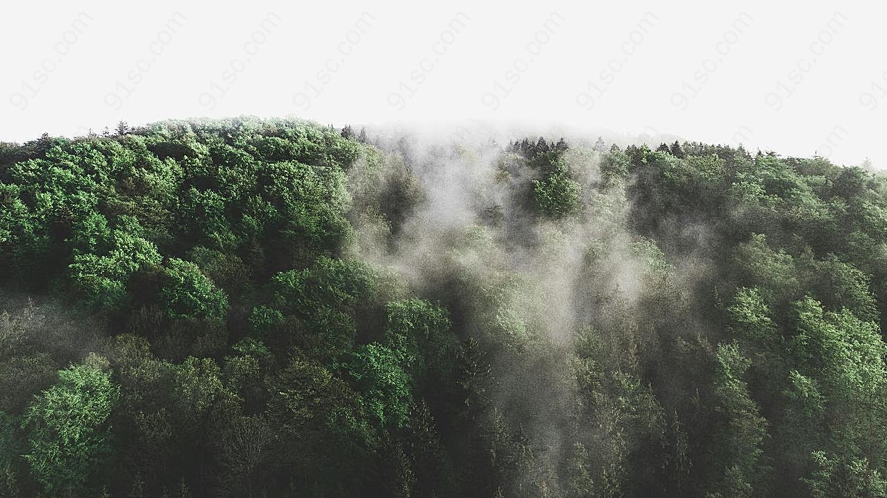 森林雾气摄影自然