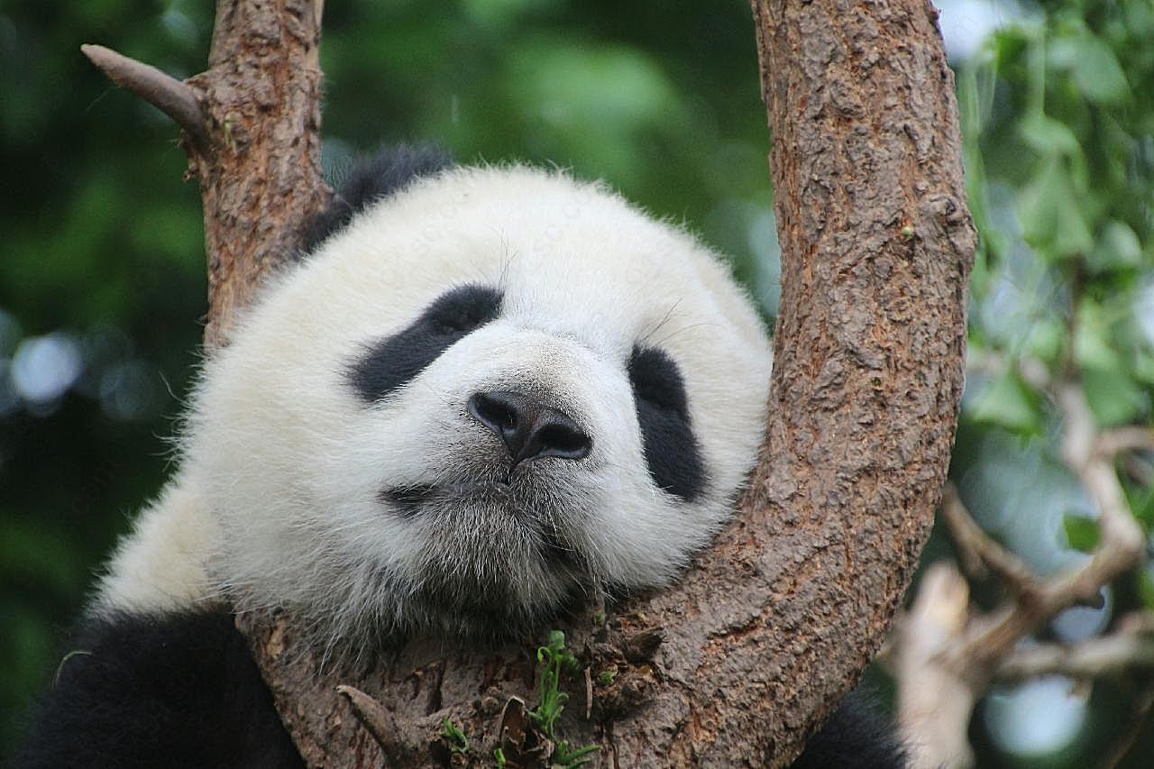 树上睡觉的熊猫生物世界高清摄影