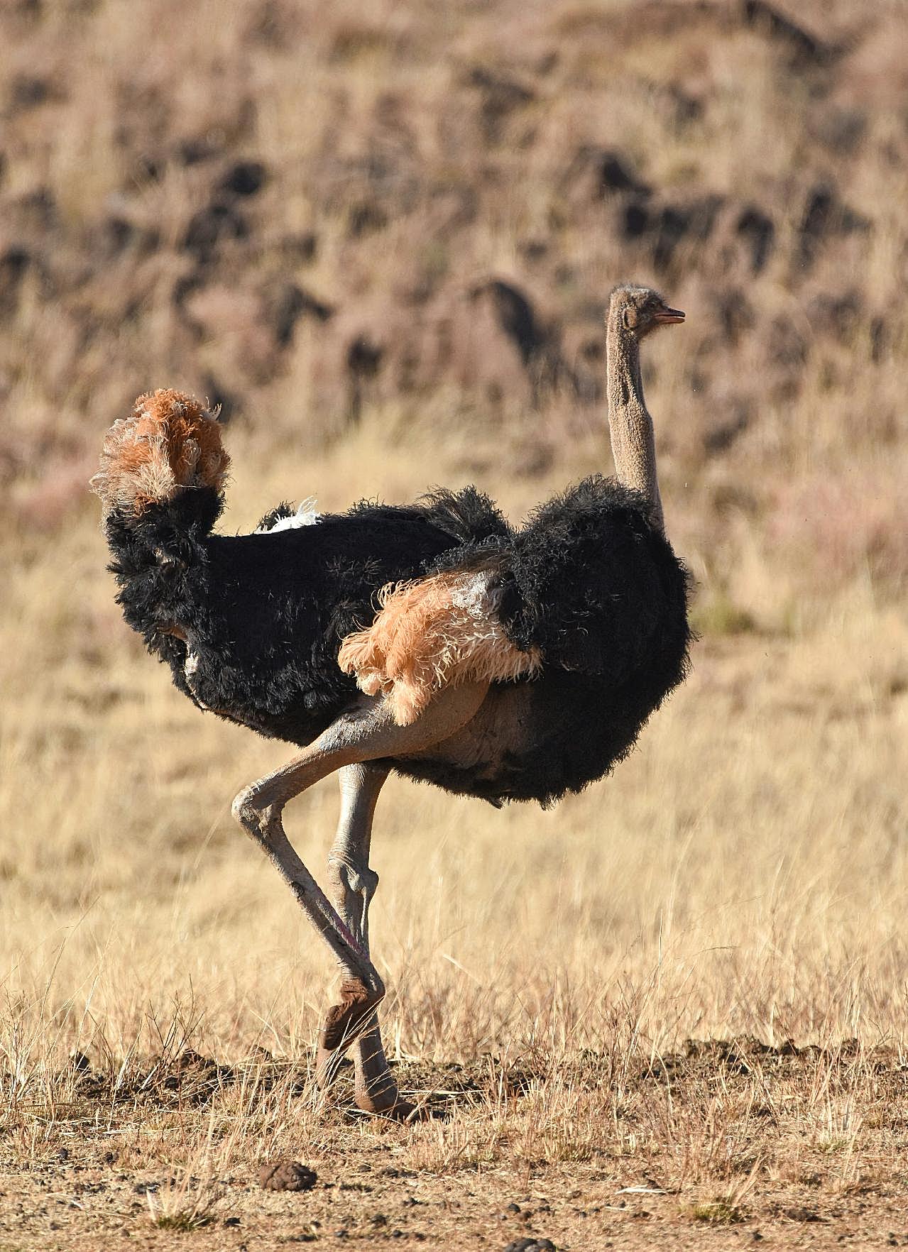 非洲黑颈鸵鸟图片摄影