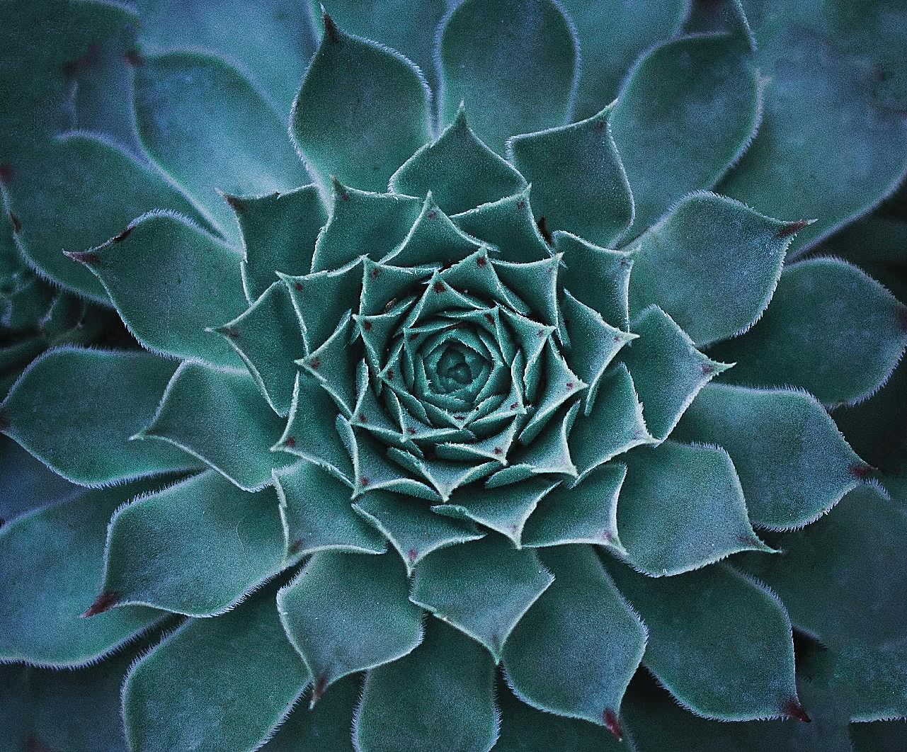 莲花掌多肉植物特写图片花草图片