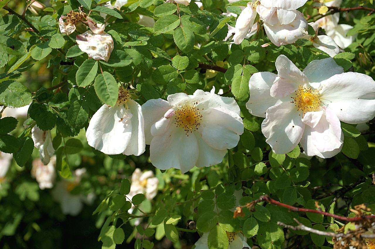 灌木丛白玫瑰图片摄影