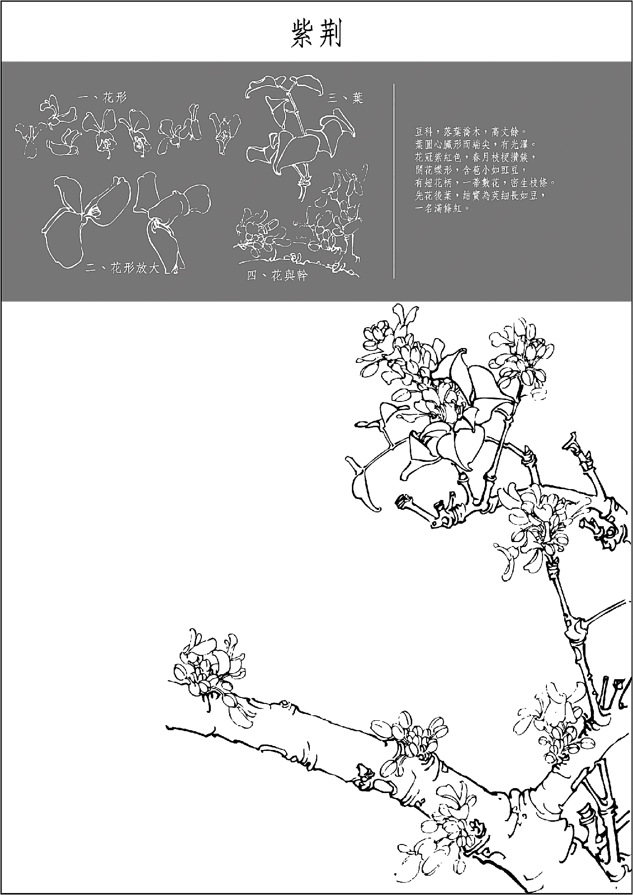 矢量菊花女人线描矢量花纹