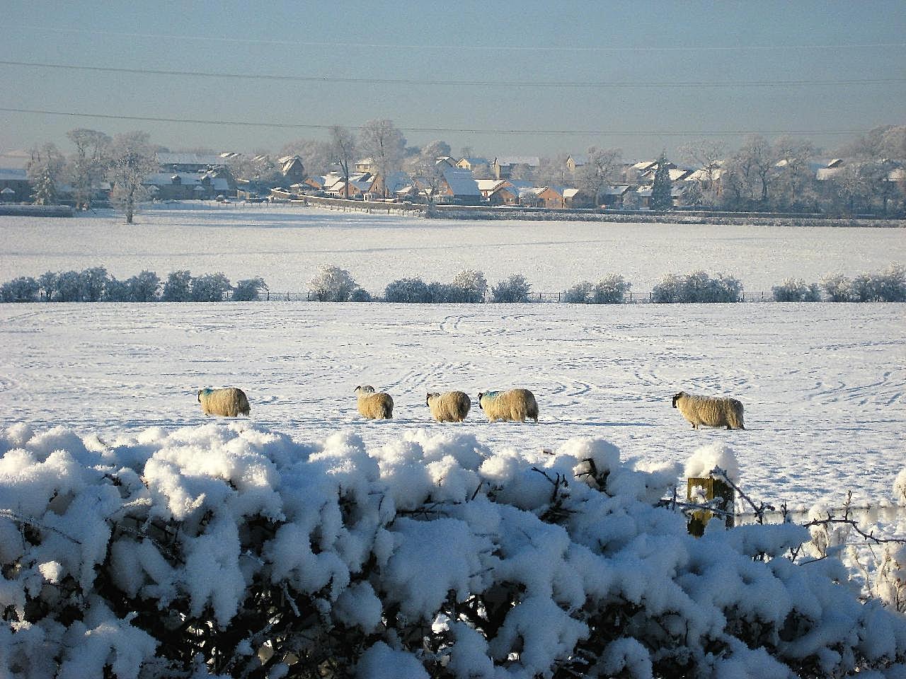雪地里的羊群图片摄影