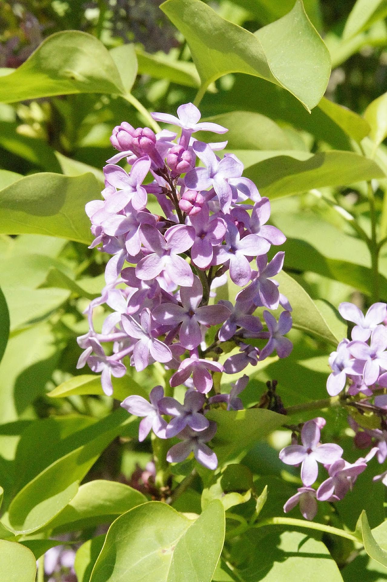 蓝丁香图片丁香花