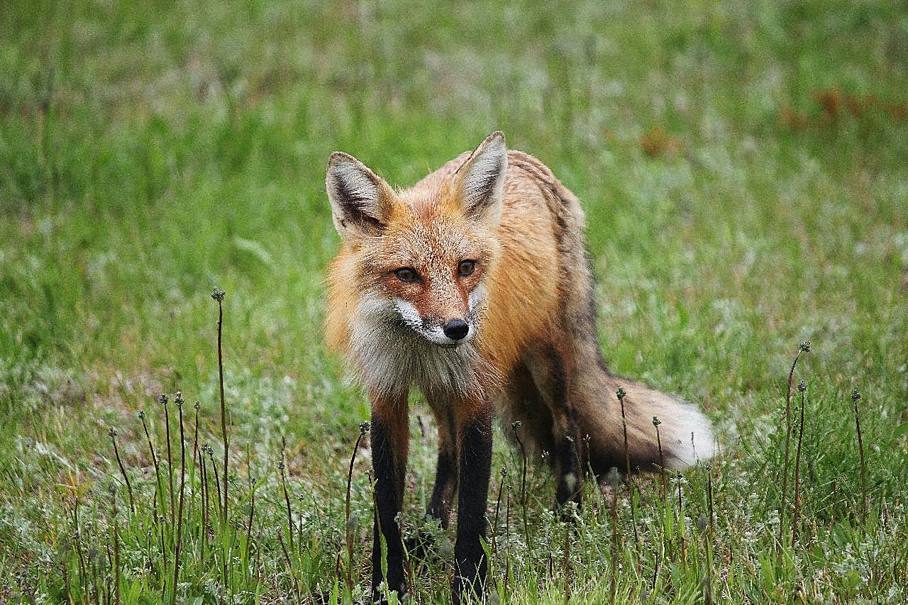 一只长尾狐狸图片高清摄影
