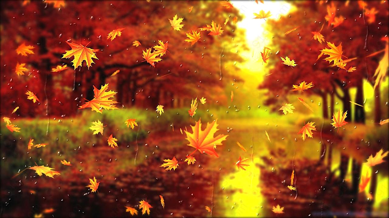 秋季落叶唯美风景图片景观