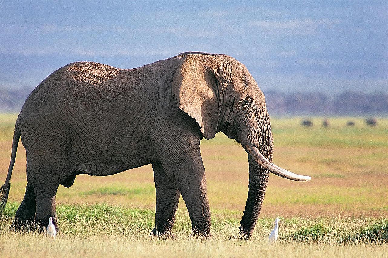 非洲野生大象图片动物图片