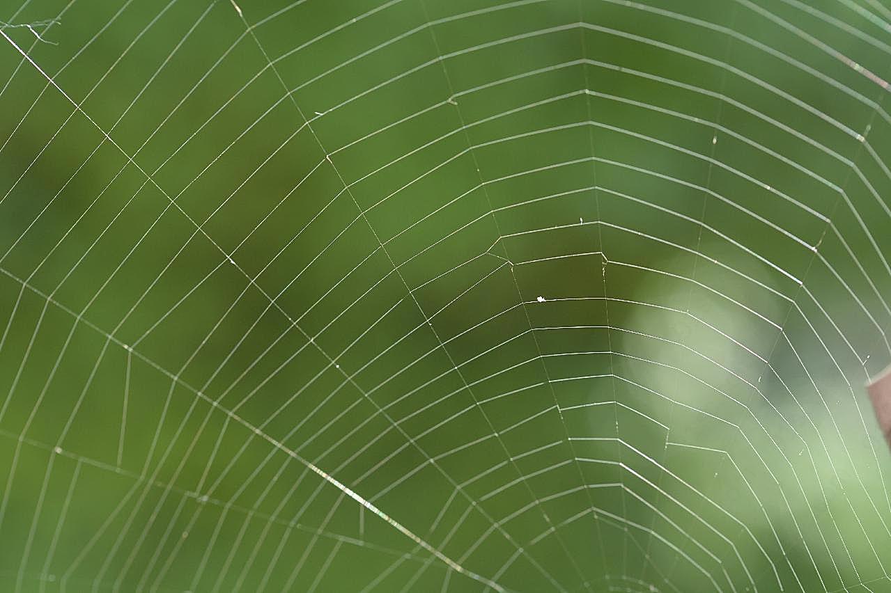 美丽蜘蛛网图片昆虫