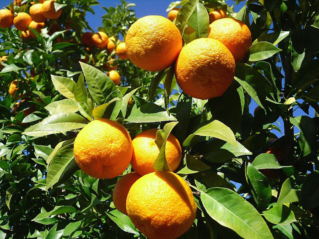 长在树上的橘子图片高清摄影