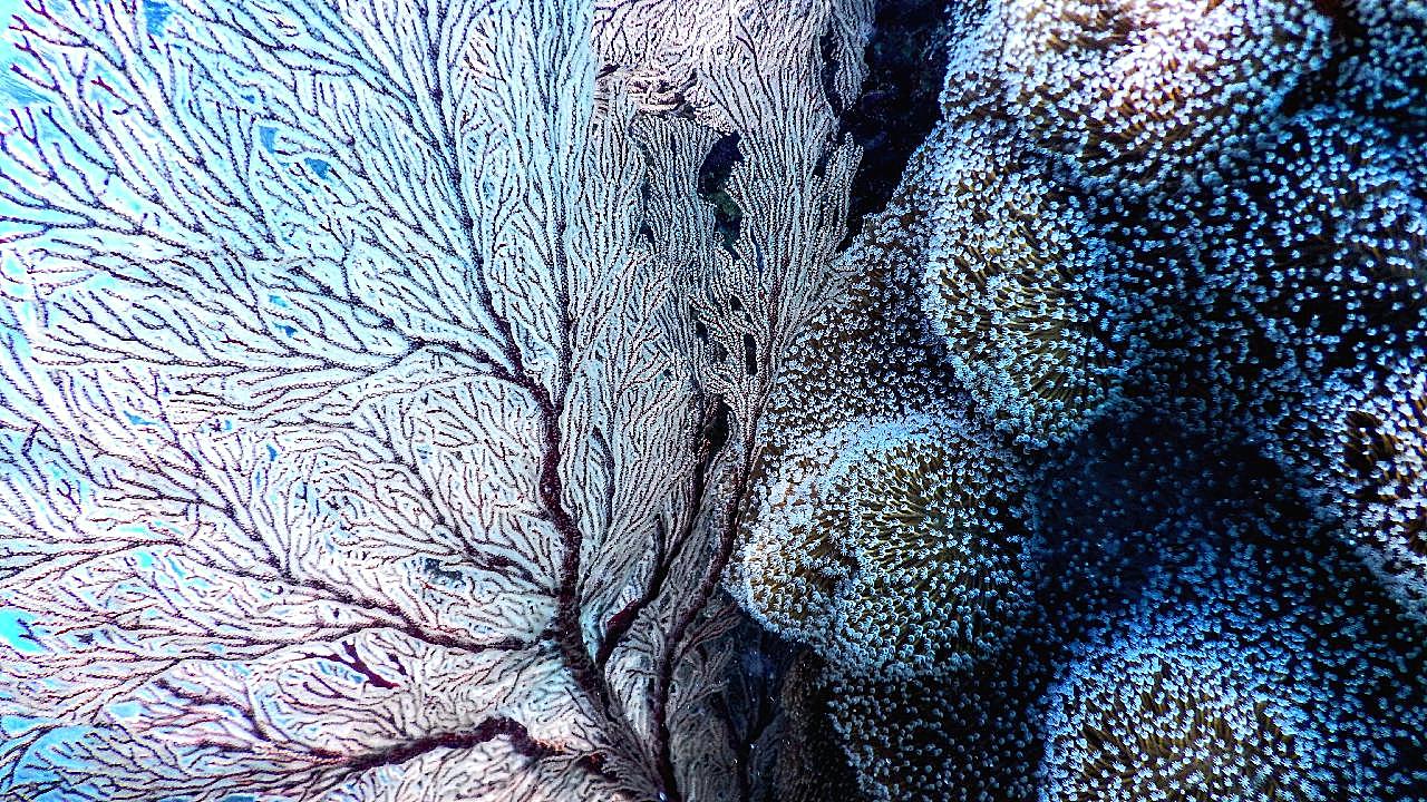 海底珊瑚群图片摄影高清