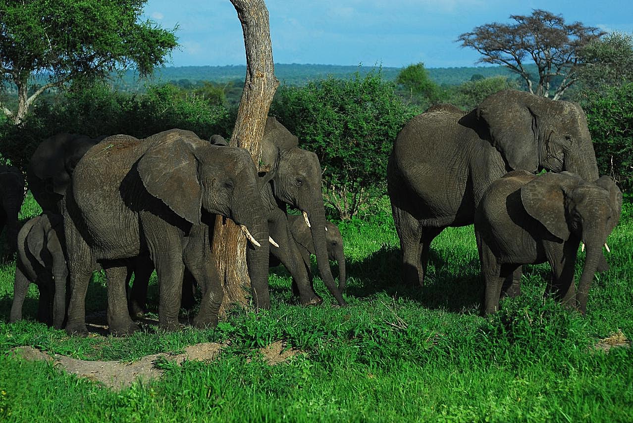 森林野生大象群图片摄影高清