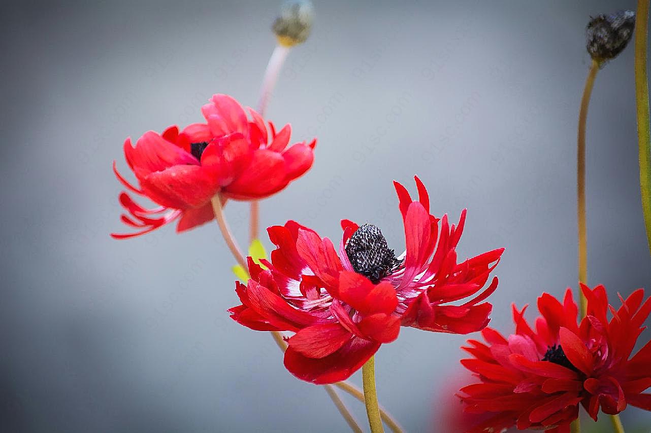 海葵花图片摄影