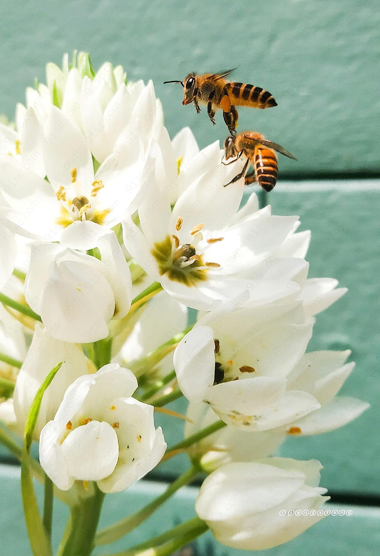 白花虎眼万年青图片高清摄影