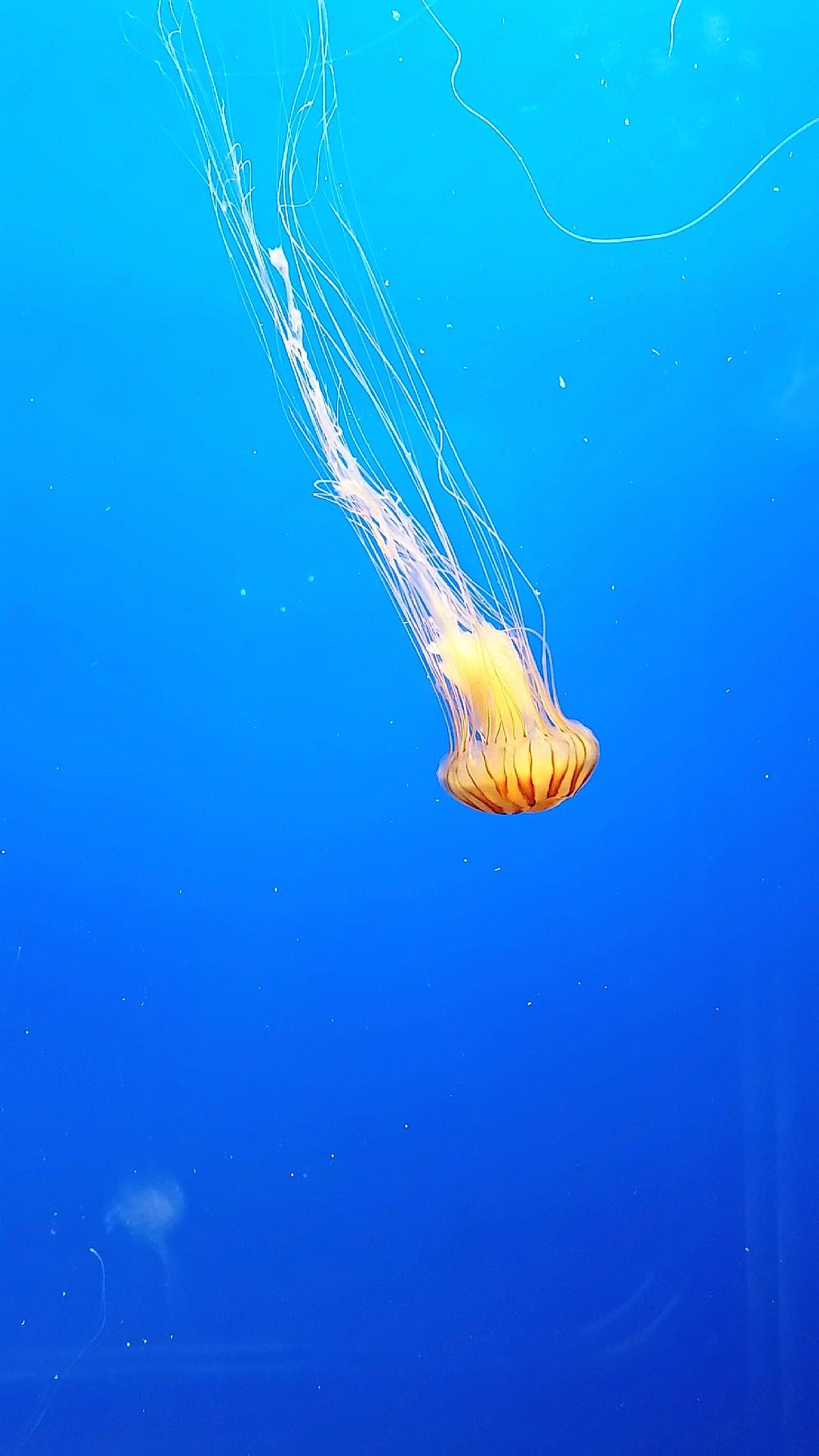 太平洋海刺水母图片海洋生物