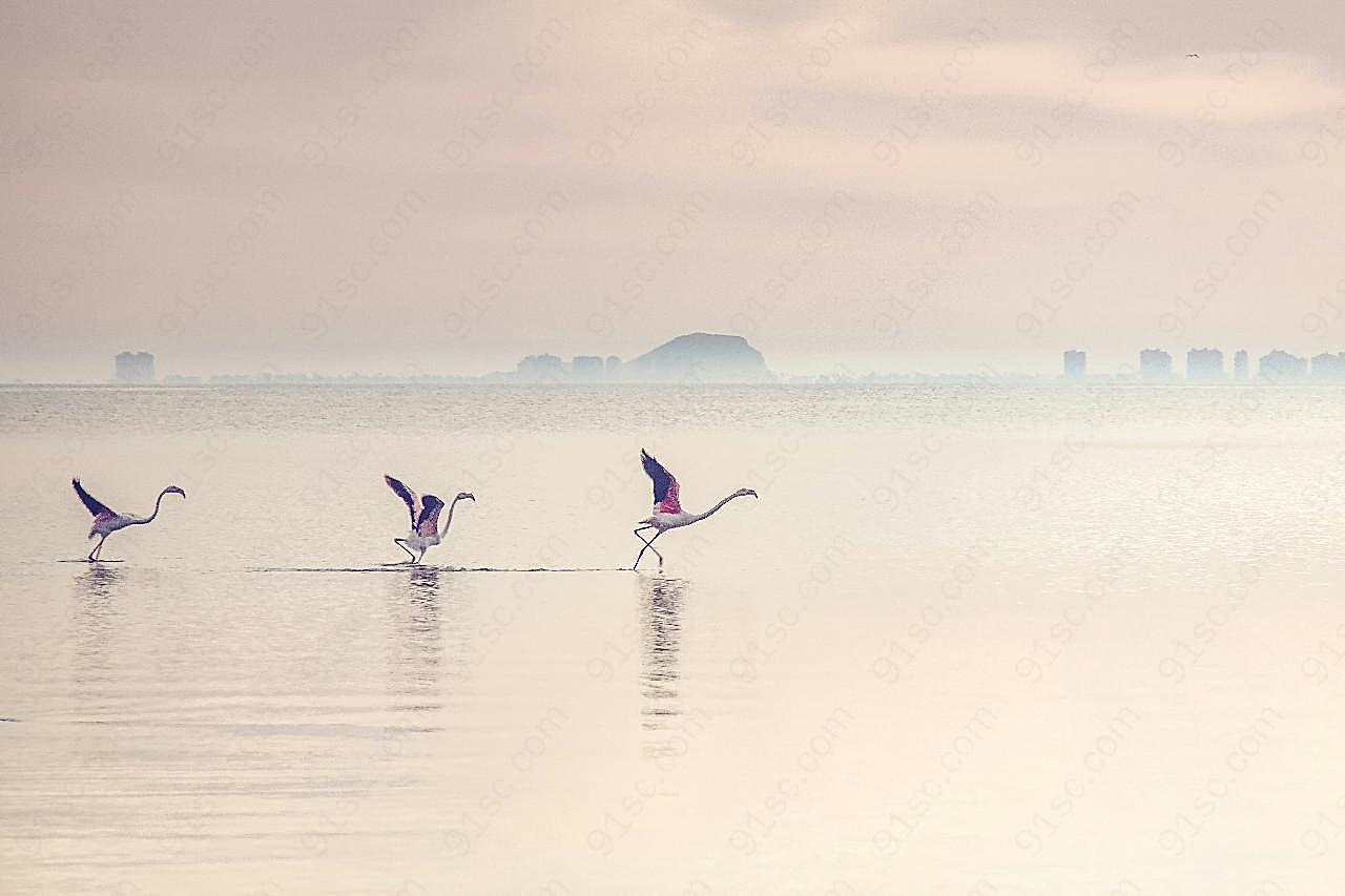 湖里的火烈鸟自然风景高清摄影