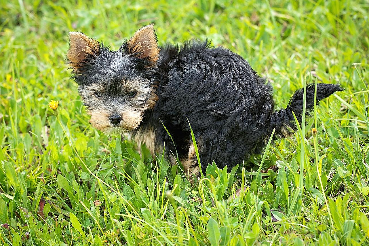 超小型犬图片摄影高清