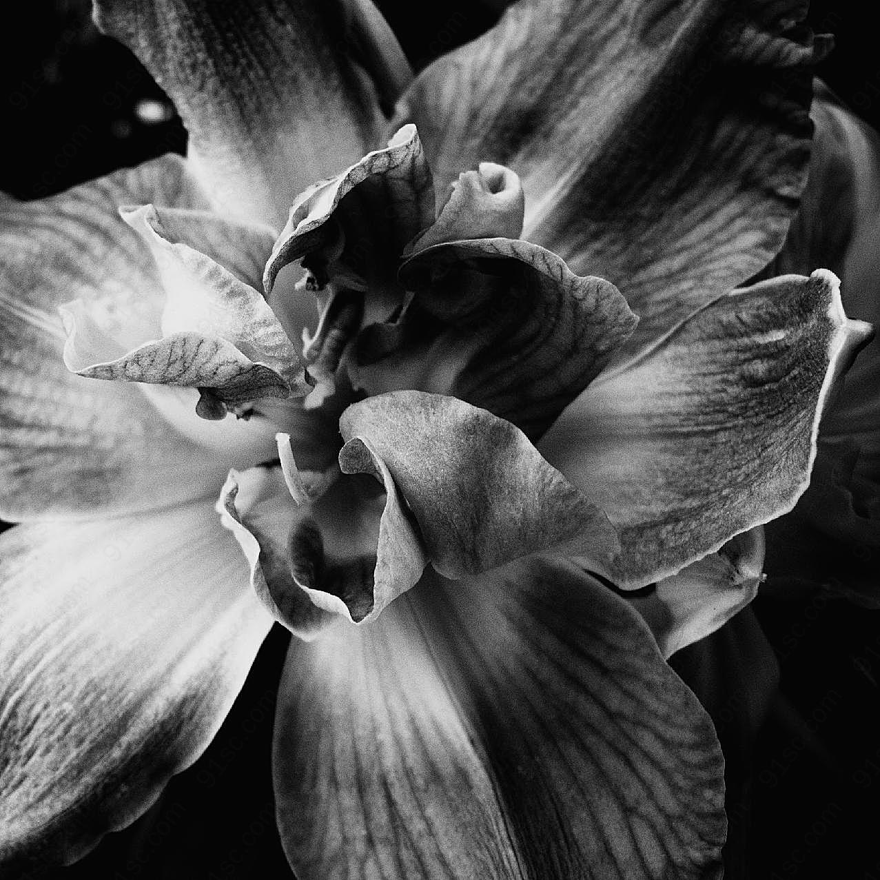 黑白花朵图片高清摄影