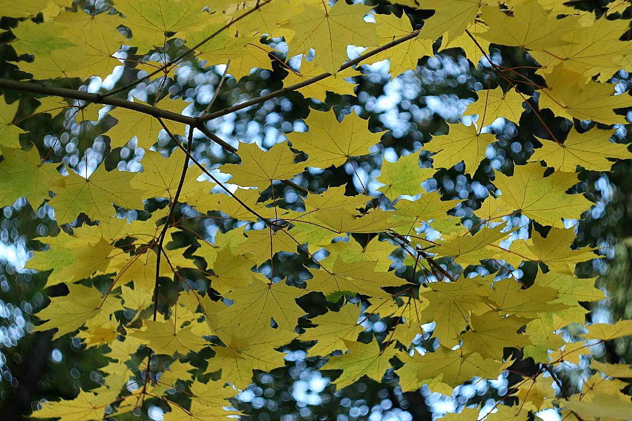 初秋枫树叶图片自然高清