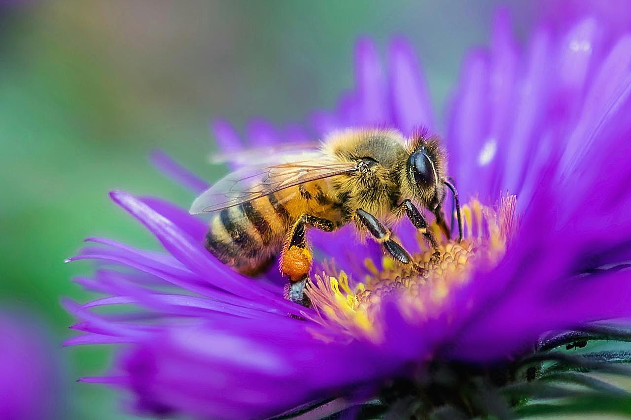 蜜蜂采蜜图片昆虫