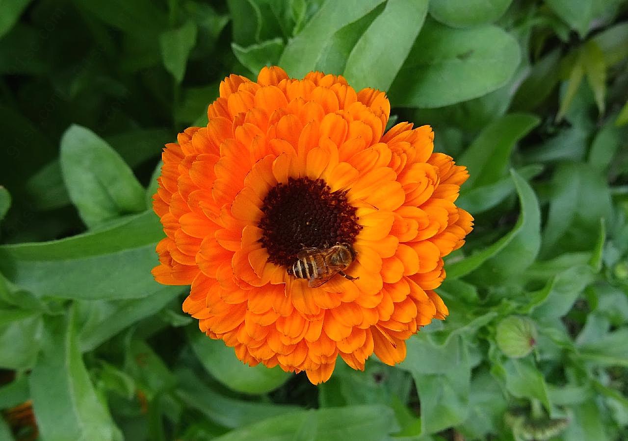 蜜蜂采花蜜高清图片昆虫