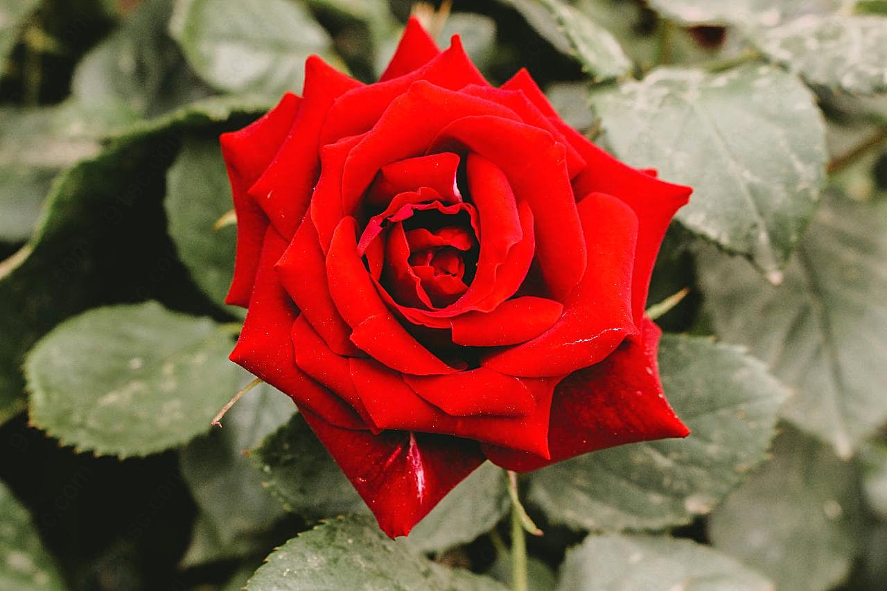 鲜艳红玫瑰图片摄影高清