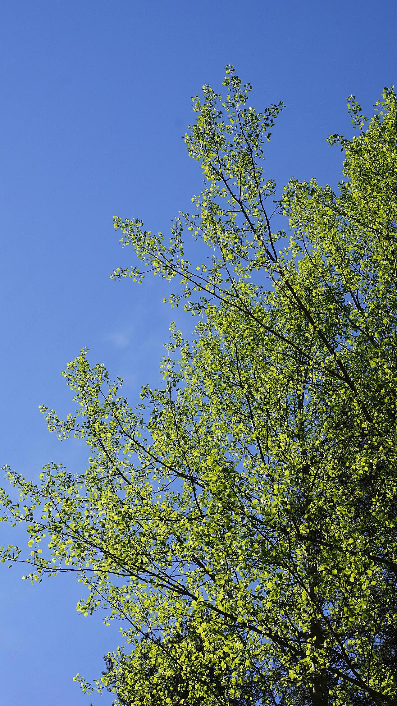 春天的杨树图片树林