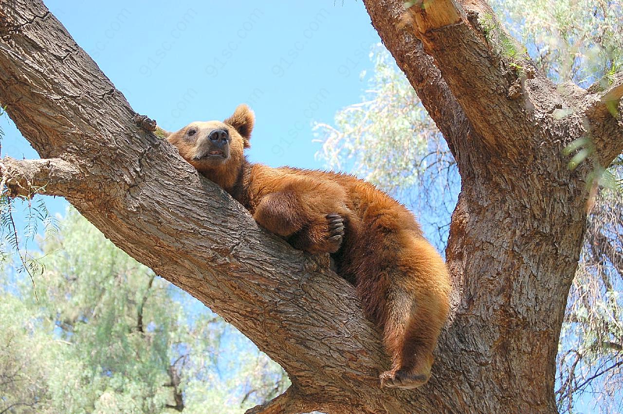 树上的棕熊图片动物图片