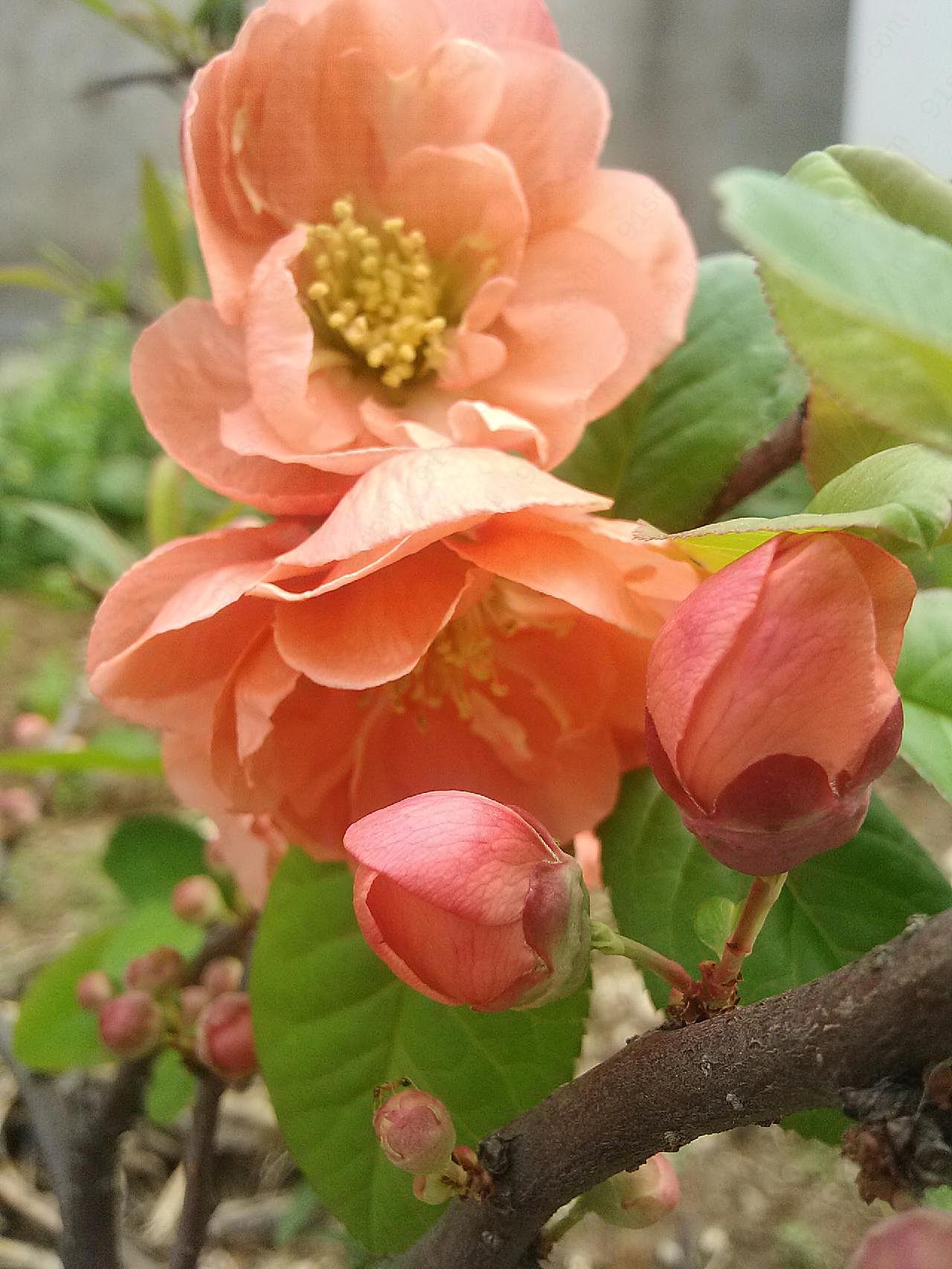 粉嫩图片海棠花